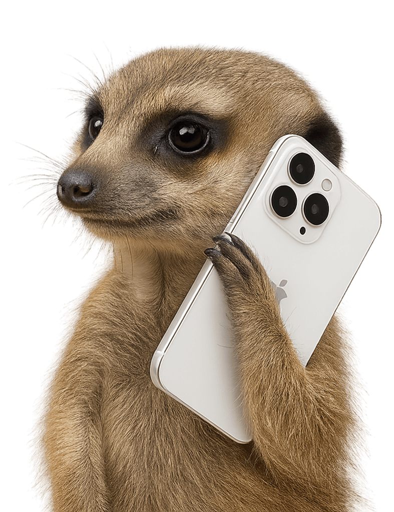 A meerkat looking up from the bottom of the section